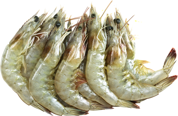 Креветки Vici (ВИЧИ) Королевские белоногие 50/70 в панцире свежемороженые вес